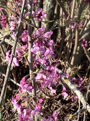Ungnadia speciosa