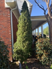 Cupressus × leylandii
