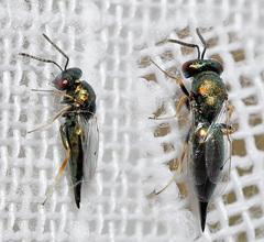 Pteromalus almeriensis