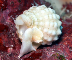 Vexillum cancellarioides