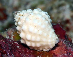 Vexillum cancellarioides