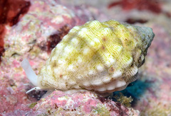 Vexillum cancellarioides