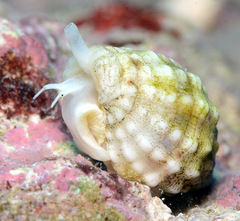 Vexillum cancellarioides