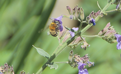 Anthophora paranensis