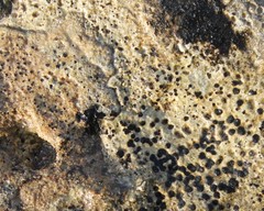 Bagliettoa baldensis