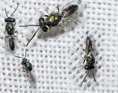 Pteromalus almeriensis