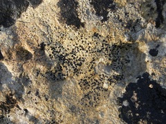 Bagliettoa baldensis