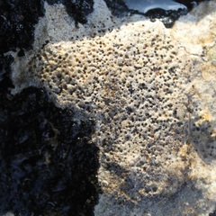 Bagliettoa baldensis