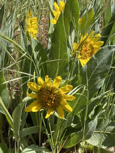 iNaturalist observation photo of Gray Mule-Ears