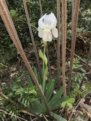 Iris albicans