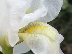 Iris albicans