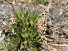 Solidago drummondii