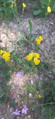 Linaria viscosa