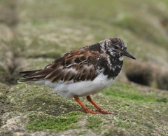 Arenaria interpres