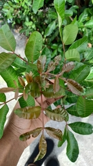 Schinus terebinthifolia