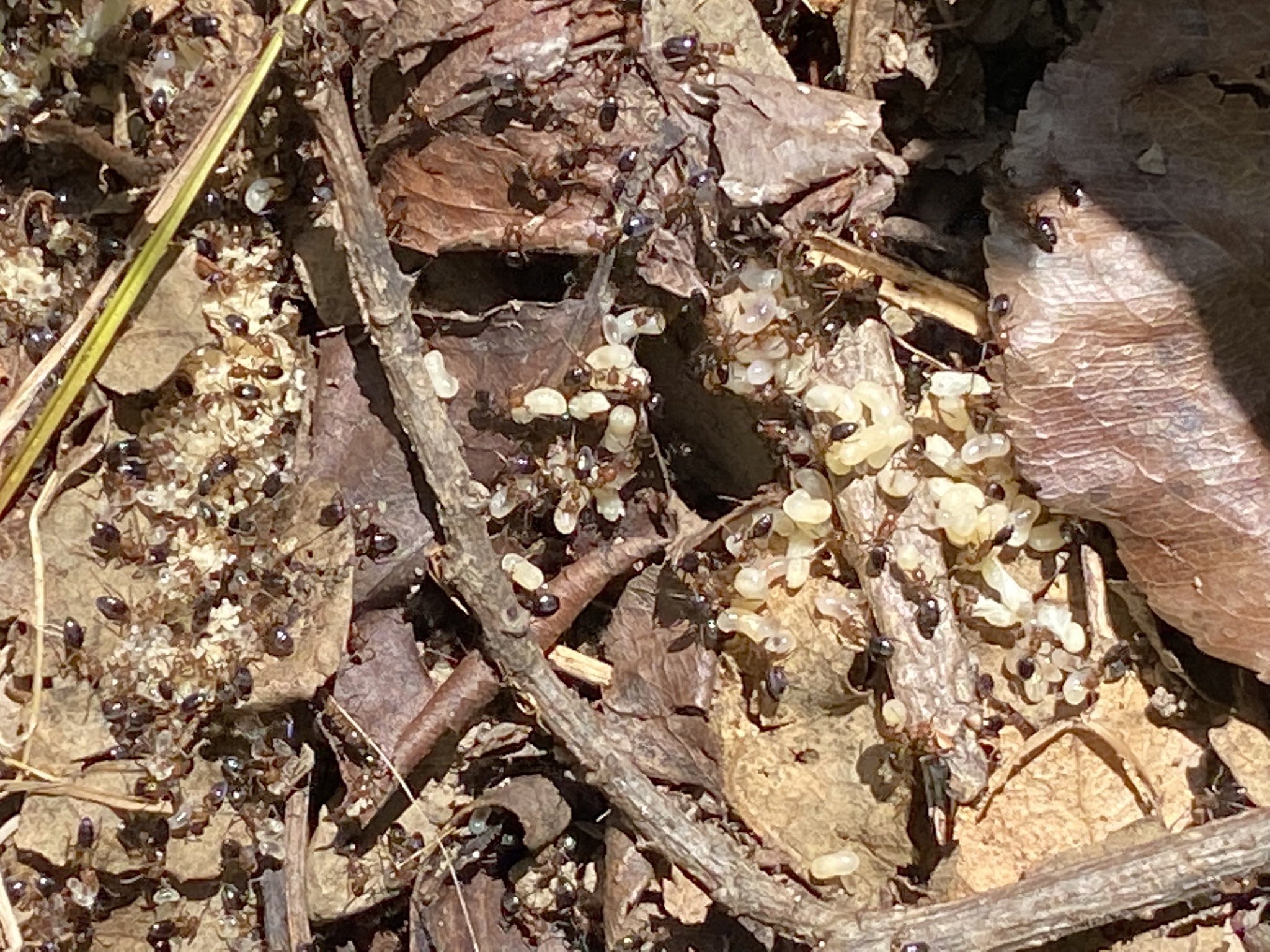 Tapinoma schreiberi