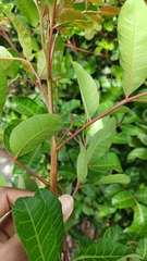 Schinus terebinthifolia