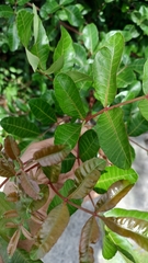 Schinus terebinthifolia