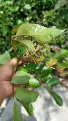 Schinus terebinthifolia