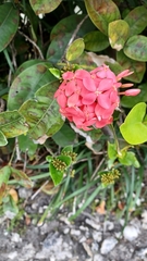 Ixora