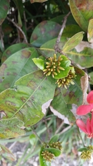 Ixora