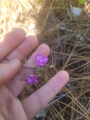 Callisia ornata