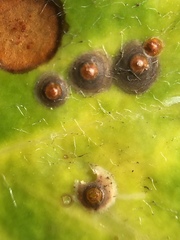 Chrysomphalus pinnulifer