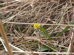 Ranunculus glaberrimus ellipticus