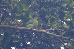 Chloropsis sonnerati