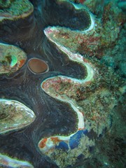 Tridacna elongatissima