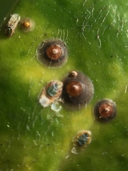 Chrysomphalus pinnulifer