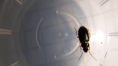 Stenolophus marginatus