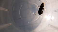 Stenolophus marginatus