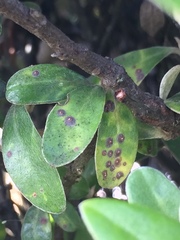 Chrysomphalus pinnulifer