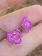 Callisia ornata