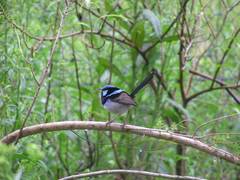 Malurus cyaneus cyanochlamys