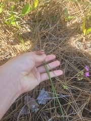 Callisia ornata