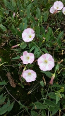 Convolvulus arvensis