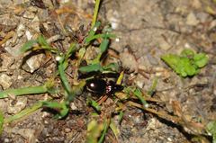 Pterostichus burmeisteri