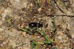 Pterostichus burmeisteri