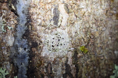 Bacidia schweinitzii