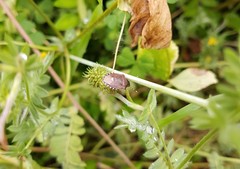 Holcostethus sphacelatus