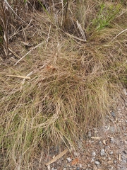 Fimbristylis castanea