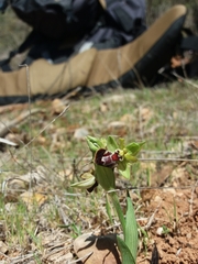 Ophrys sphegodes provincialis