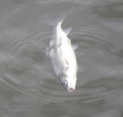 Mylocheilus caurinus