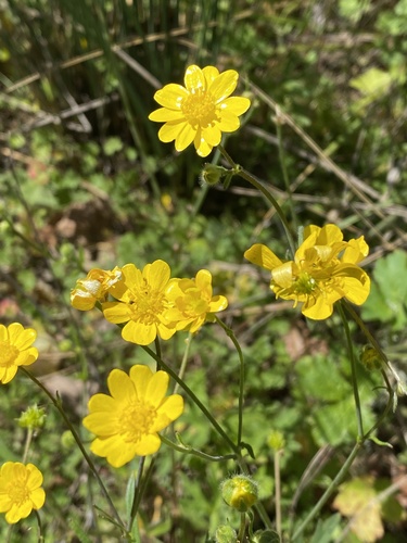 iNaturalist observation photo of California buttercup