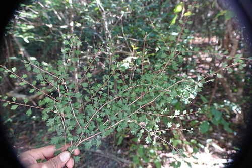 Image of Turraea Obovata (Turraea obovata) by no rights reserved