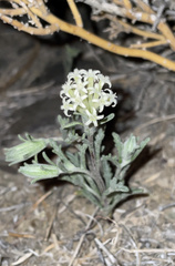 Chaenactis macrantha