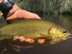 Oncorhynchus apache
