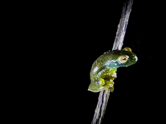 Hyloscirtus phyllognathus